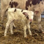 WhatsApp Image 2025-11-26 à 13.58.36_020ccce9