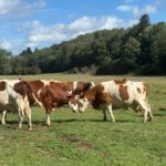 WhatsApp Image 2025-11-26 à 13.58.36_7d049b9c