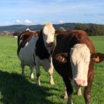 WhatsApp Image 2025-11-26 à 13.58.37_4975959a