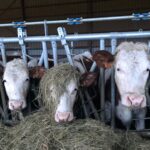 WhatsApp Image 2025-11-26 à 13.58.37_76c89282