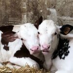 WhatsApp Image 2025-11-26 à 13.58.39_dc48b379