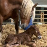 WhatsApp Image 2025-11-26 à 14.38.41_602309e8