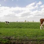 daniela-paola-alchapar-xmYIoWJF2D4-unsplash